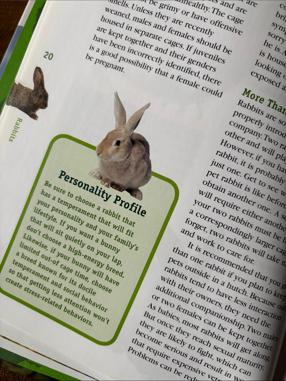 Animal Planet- Rabbits Book - Picture 5 of 6